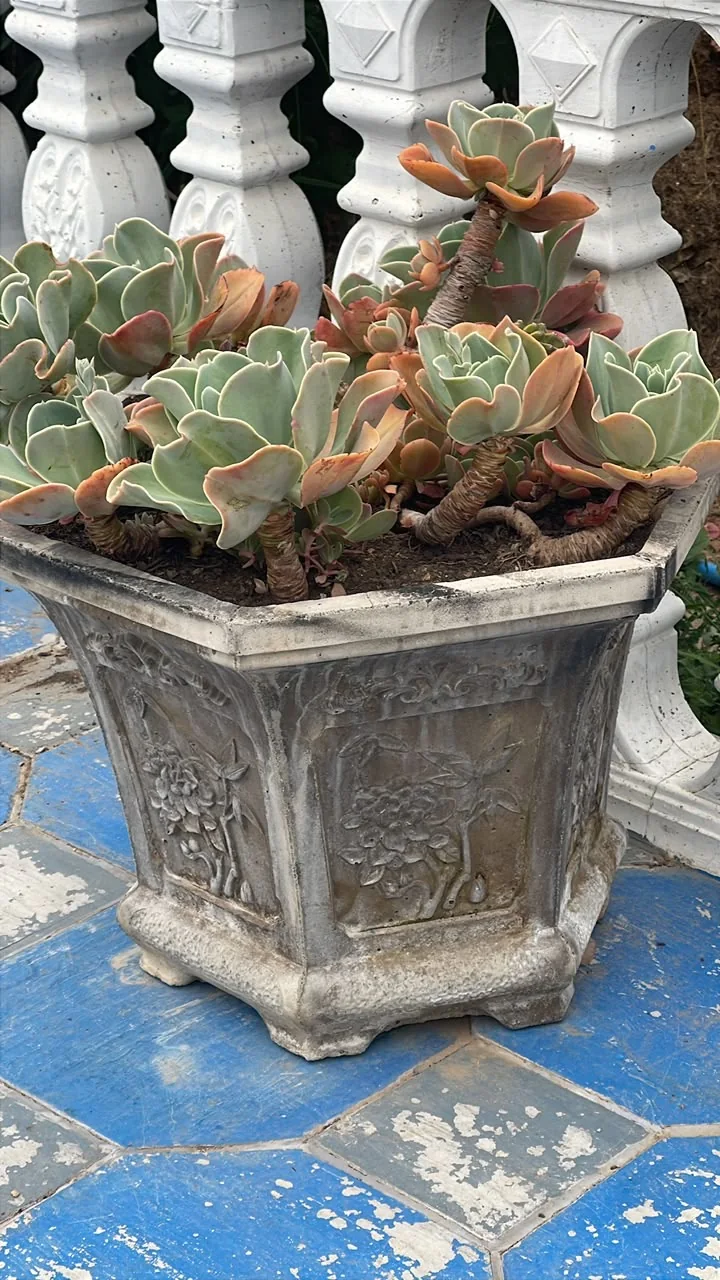 Macetero hexagonal con suculentas