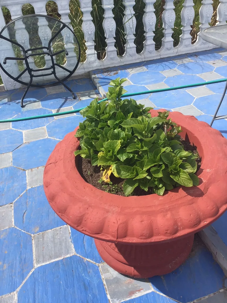 Macetero rojo en jardín